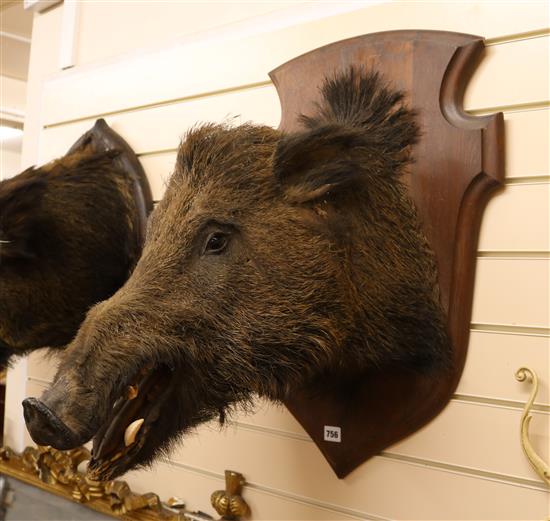 A mounted taxidermic boars head